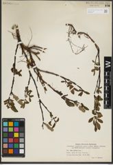 Foto von Salix pulchra Cham.
